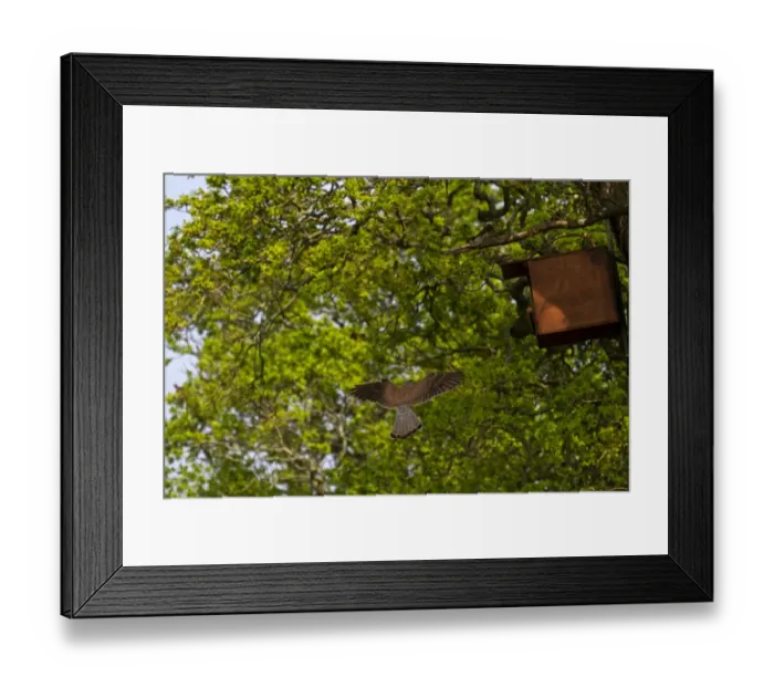 Framed Print : Common Kestrel (Falco tinnunculus) adult male, in flight, returning to nestbox in oak tree, England, May Framed Print : Common Kestrel (Falco tinnunculus) adult male, in flight, returning to nestbox in oak tree, England, May