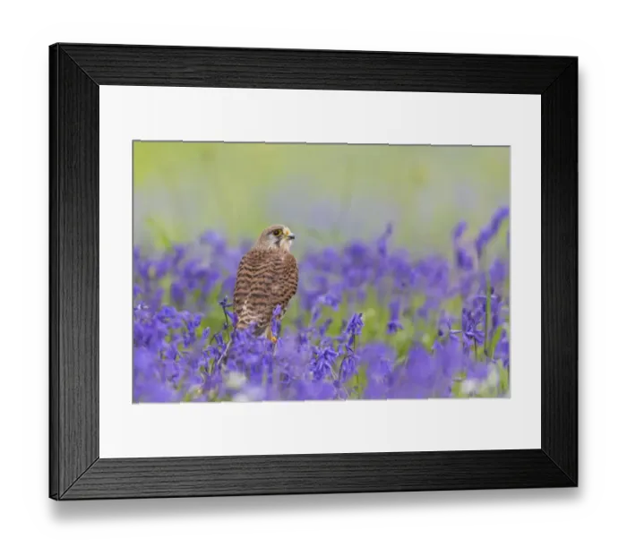 Framed Print : Common Kestrel (Falco tinnunculus) adult female, perched on log amongst Bluebell (Hyacinthoides non-scripta) flowers Framed Print : Common Kestrel (Falco tinnunculus) adult female, perched on log amongst Bluebell (Hyacinthoides non-scripta) flowers