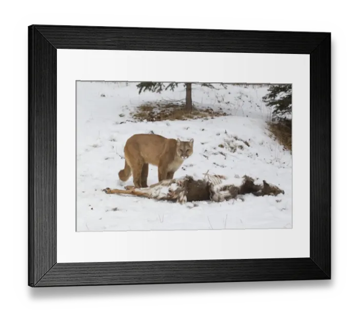 Framed Print : Puma (Puma concolor) adult, standing beside White-Tailed Deer (Odocoileus virginianus) prey in snow, Minnesota, U. S. A Framed Print : Puma (Puma concolor) adult, standing beside White-Tailed Deer (Odocoileus virginianus) prey in snow, Minnesota, U. S. A