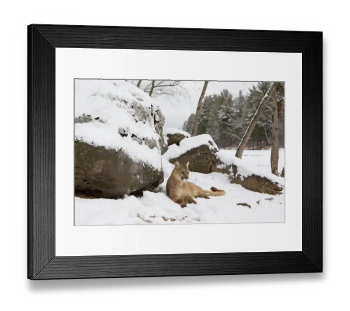 Framed Print : Puma (Puma concolor) adult, resting beside snow covered rocks, Minnesota, U. S. A. January (captive) Framed Print : Puma (Puma concolor) adult, resting beside snow covered rocks, Minnesota, U. S. A. January (captive)