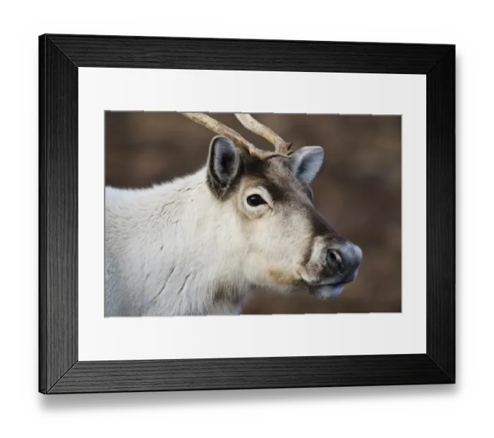 Framed Print : Reindeer (Rangifer tarandus) adult, close-up of head, on heather moorland, Cairn Gorm, Cairngorms N. P Framed Print : Reindeer (Rangifer tarandus) adult, close-up of head, on heather moorland, Cairn Gorm, Cairngorms N. P