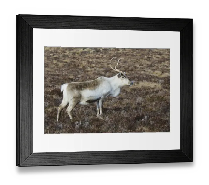 Framed Print : Reindeer (Rangifer tarandus) adult, standing on heather moorland, Cairn Gorm, Cairngorms N. P Framed Print : Reindeer (Rangifer tarandus) adult, standing on heather moorland, Cairn Gorm, Cairngorms N. P