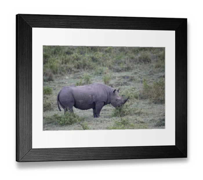 Framed Print : Black Rhinoceros (Diceros bicornis) adult, browsing, Lake Nakuru N. P. Great Rift Valley, Kenya, August