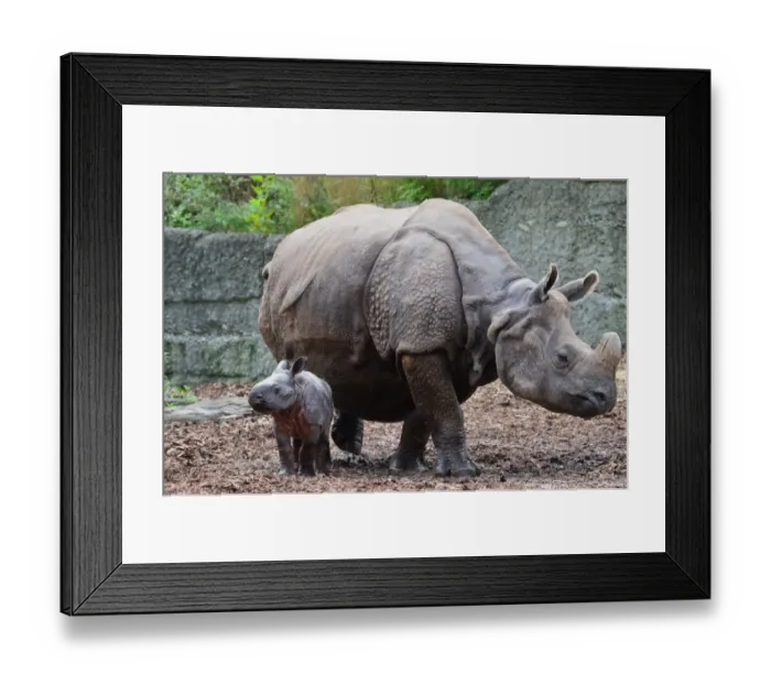 Framed Print : Indian Rhinoceros (Rhinoceros unicornis) adult female with newborn calf, Basel Zoo Framed Print : Indian Rhinoceros (Rhinoceros unicornis) adult female with newborn calf, Basel Zoo