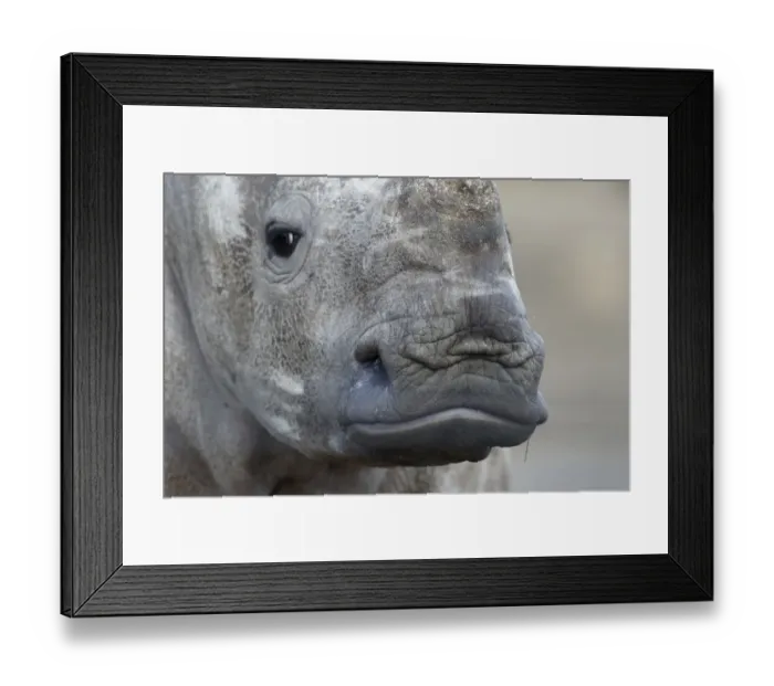 Framed Print : White Rhinoceros (Ceratotherium simum) calf, close-up of head (captive)