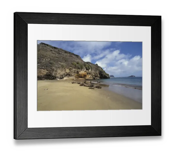 Framed Print : Sea Lion Galapagos (Zalophus californianus wollebacki) On beach at Punta Pitt Framed Print : Sea Lion Galapagos (Zalophus californianus wollebacki) On beach at Punta Pitt