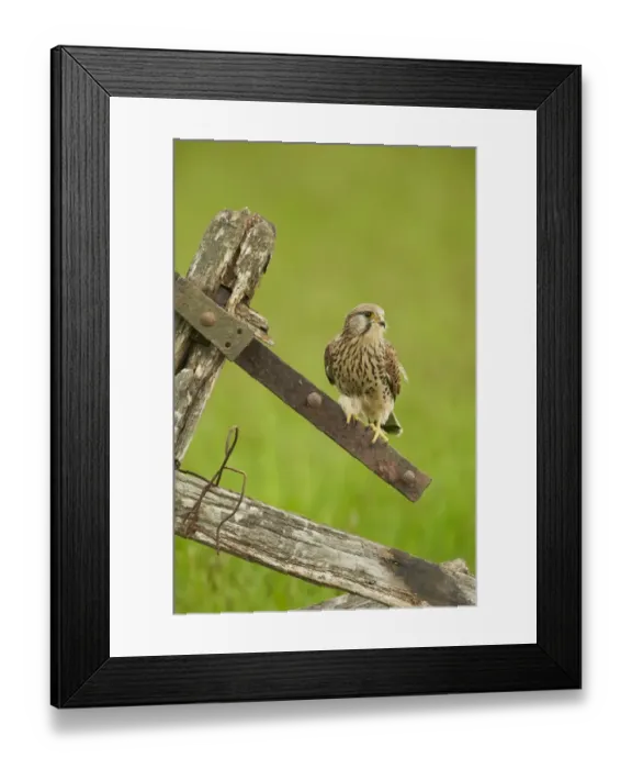 Framed Print : Common Kestrel (Falco tinnunculus) adult female, perched on old gate, Yorkshire, England, May Framed Print : Common Kestrel (Falco tinnunculus) adult female, perched on old gate, Yorkshire, England, May