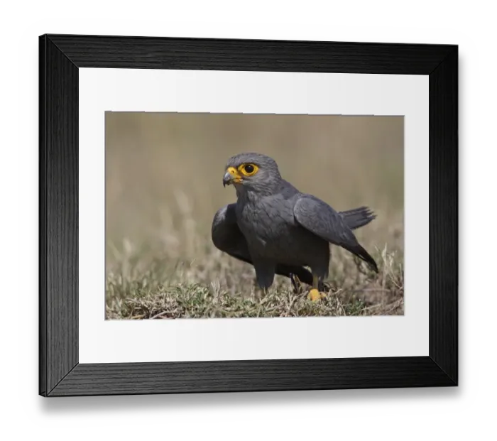 Framed Print : Grey Kestrel (Falco ardosiaceus) adult, with locust prey in talons on ground, Lake Nakuru N. P Framed Print : Grey Kestrel (Falco ardosiaceus) adult, with locust prey in talons on ground, Lake Nakuru N. P