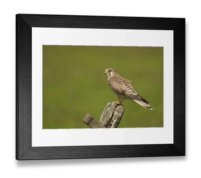 Framed Print : Common Kestrel (Falco tinnunculus) adult female, perched on old gate, Yorkshire, England, May Framed Print : Common Kestrel (Falco tinnunculus) adult female, perched on old gate, Yorkshire, England, May