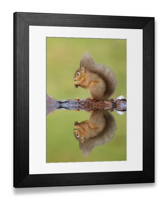 Framed Print : Eurasian Red Squirrel (Sciurus vulgaris) adult, feeding, sitting at edge of woodland pool with reflection Framed Print : Eurasian Red Squirrel (Sciurus vulgaris) adult, feeding, sitting at edge of woodland pool with reflection
