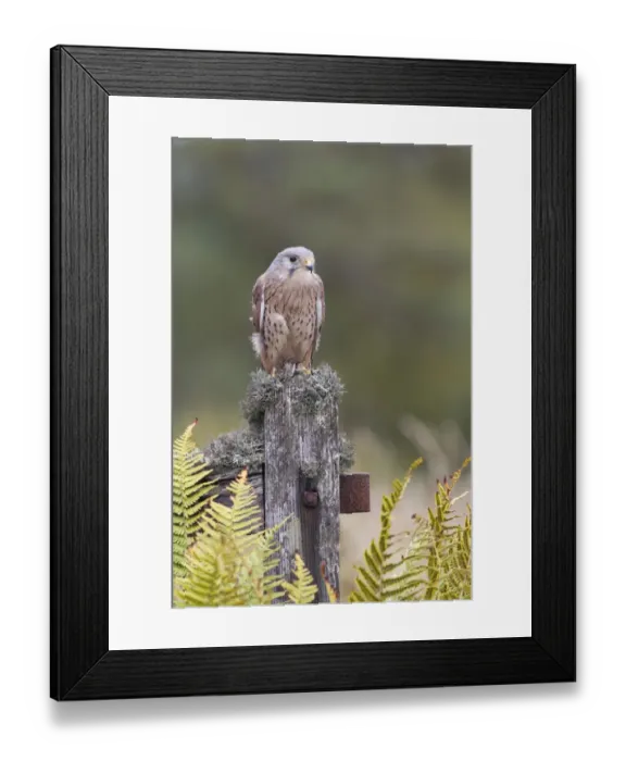 Framed Print : Common Kestrel (Falco tinnunculus) adult male, perched on lichen covered gate, Berwickshire, Scottish Borders Framed Print : Common Kestrel (Falco tinnunculus) adult male, perched on lichen covered gate, Berwickshire, Scottish Borders