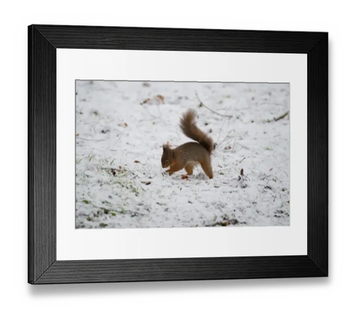 Framed Print : Eurasian Red Squirrel (Sciurus vulgaris) adult, burying nuts in snow covered ground, Dumfries and Galloway, Scotland Framed Print : Eurasian Red Squirrel (Sciurus vulgaris) adult, burying nuts in snow covered ground, Dumfries and Galloway, Scotland