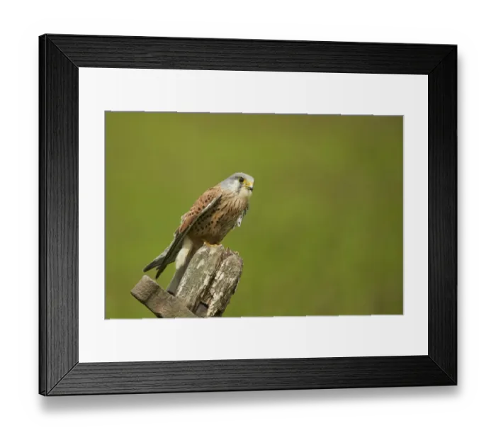 Framed Print : Common Kestrel (Falco tinnunculus) adult male, perched on old gate, Yorkshire, England, May Framed Print : Common Kestrel (Falco tinnunculus) adult male, perched on old gate, Yorkshire, England, May