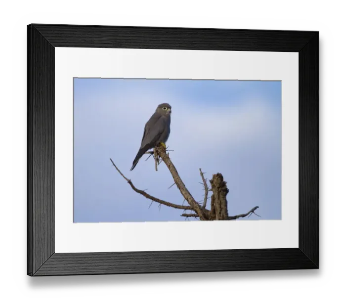 Framed Print : Grey Kestrel (Falco ardosiaceus) adult, perched on branch, Serengeti N. P. Tanzania, December Framed Print : Grey Kestrel (Falco ardosiaceus) adult, perched on branch, Serengeti N. P. Tanzania, December