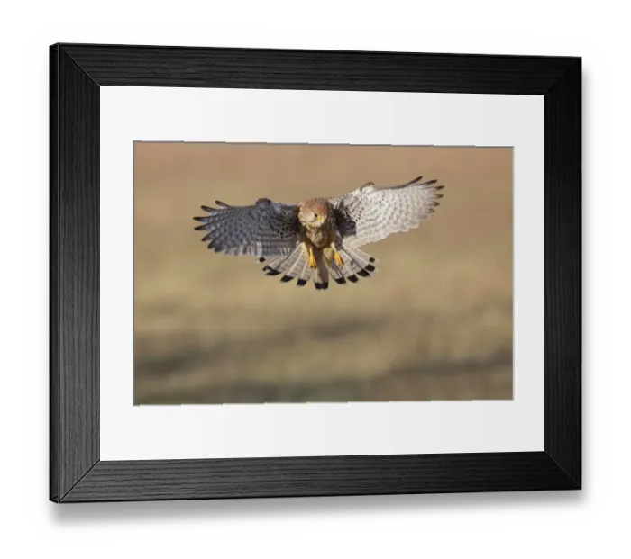 Framed Print : Common Kestrel (Falco tinnunculus) adult female, in flight, landing in farmland, North Yorkshire, England, December Framed Print : Common Kestrel (Falco tinnunculus) adult female, in flight, landing in farmland, North Yorkshire, England, December