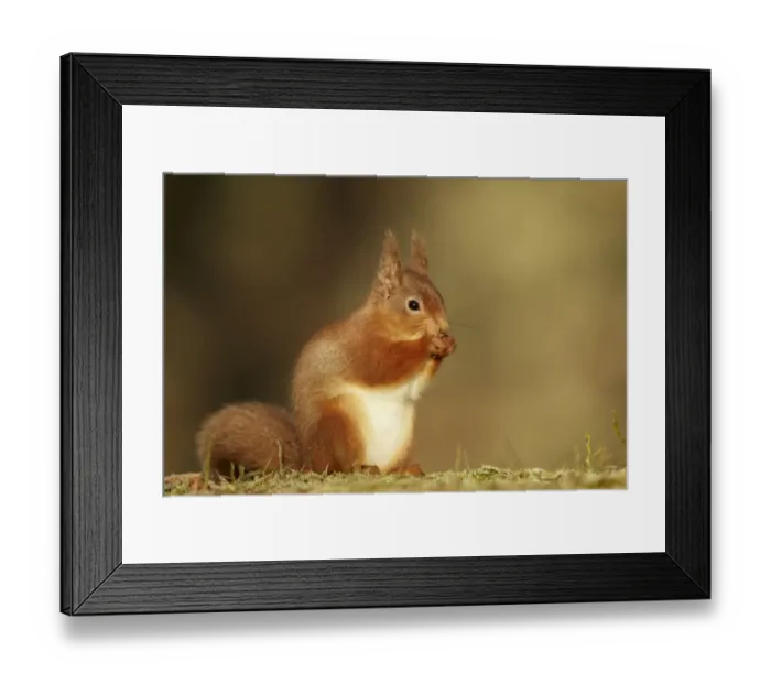 Framed Print : Eurasian Red Squirrel (Sciurus vulgaris) adult, feeding, sitting on woodland floor, Highlands, Scotland, February Framed Print : Eurasian Red Squirrel (Sciurus vulgaris) adult, feeding, sitting on woodland floor, Highlands, Scotland, February
