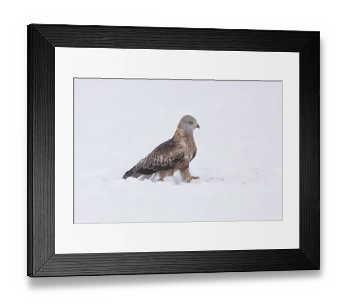 Framed Print : Red Kite (Milvus milvus) immature, walking in heavy snow on farmland, West Yorkshire, England, January Framed Print : Red Kite (Milvus milvus) immature, walking in heavy snow on farmland, West Yorkshire, England, January