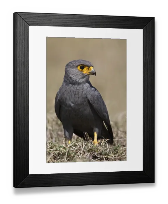 Framed Print : Grey Kestrel (Falco ardosiaceus) adult, with locust prey in talons on ground, Lake Nakuru N. P Framed Print : Grey Kestrel (Falco ardosiaceus) adult, with locust prey in talons on ground, Lake Nakuru N. P