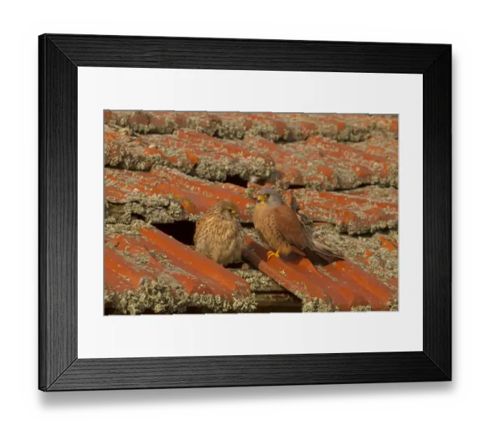 Framed Print : Lesser Kestrel (Falco naumanni) adult pair, perched at entrance to nest in old roof, Spain, April Framed Print : Lesser Kestrel (Falco naumanni) adult pair, perched at entrance to nest in old roof, Spain, April