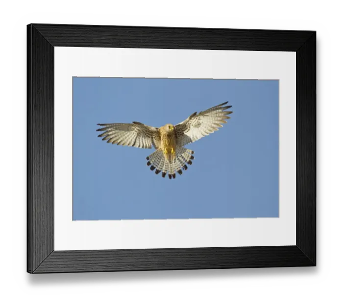 Framed Print : Lesser Kestrel (Falco naumanni) adult female, in flight, hovering over bullring, Trujillo Bullring, Trujillo Framed Print : Lesser Kestrel (Falco naumanni) adult female, in flight, hovering over bullring, Trujillo Bullring, Trujillo