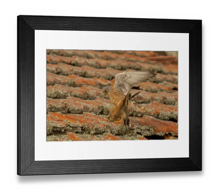 Framed Print : Lesser Kestrel (Falco naumanni) adult pair, mating on old roof, Spain, April Framed Print : Lesser Kestrel (Falco naumanni) adult pair, mating on old roof, Spain, April