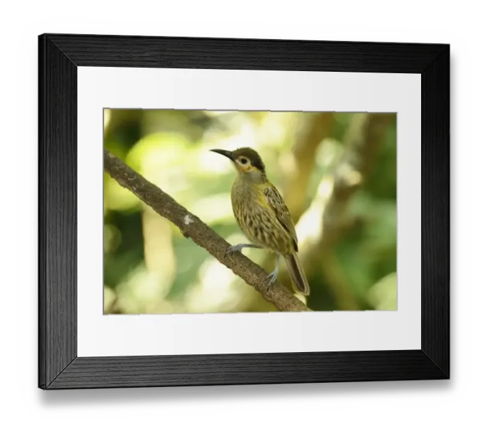 Framed Print : Macleays Honeyeater (Xanthotis macleayana) adult, perched on branch, Queensland, Australia, November Framed Print : Macleays Honeyeater (Xanthotis macleayana) adult, perched on branch, Queensland, Australia, November
