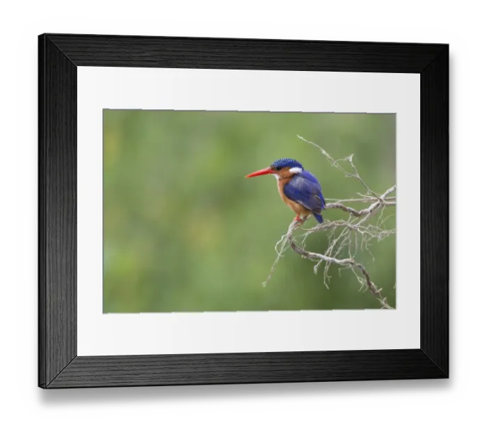 Framed Print : Malachite Kingfisher (Corythornis cristatus) adult, perched on twig, Lake Nakuru N. P. Great Rift Valley, Kenya, August Framed Print : Malachite Kingfisher (Corythornis cristatus) adult, perched on twig, Lake Nakuru N. P. Great Rift Valley, Kenya, August