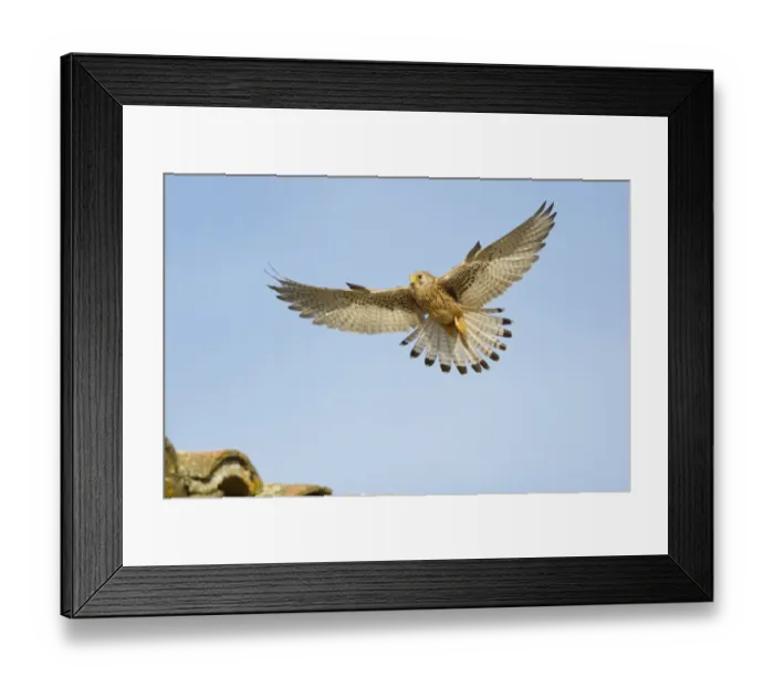 Framed Print : Lesser Kestrel (Falco naumanni) adult female, in flight, landing on tiled roof of bullring, Trujillo Bullring Framed Print : Lesser Kestrel (Falco naumanni) adult female, in flight, landing on tiled roof of bullring, Trujillo Bullring