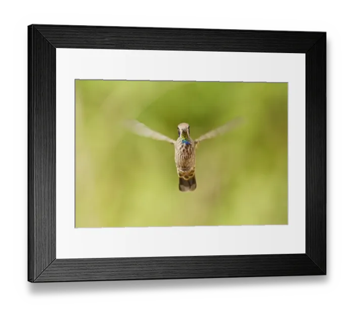 Framed Print : Brown Violet-ear (Colibri delphinae) adult, in flight, hovering in montane rainforest, Andes, Ecuador, November Framed Print : Brown Violet-ear (Colibri delphinae) adult, in flight, hovering in montane rainforest, Andes, Ecuador, November