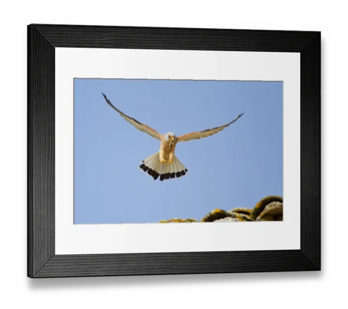 Framed Print : Lesser Kestrel (Falco naumanni) adult male, in flight, with Mole Cricket (Gryllotalpa gryllotalpa) prey in beak
