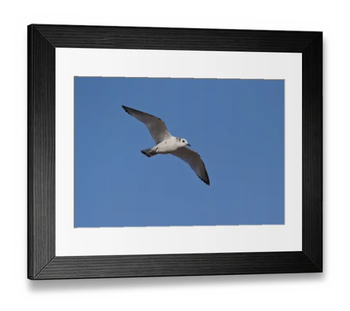 Framed Print : Blacktip Shark (Carcharhinus limbatus) and Long-beaked Common Dolphin (Delphinus capensis) adults Framed Print : Blacktip Shark (Carcharhinus limbatus) and Long-beaked Common Dolphin (Delphinus capensis) adults
