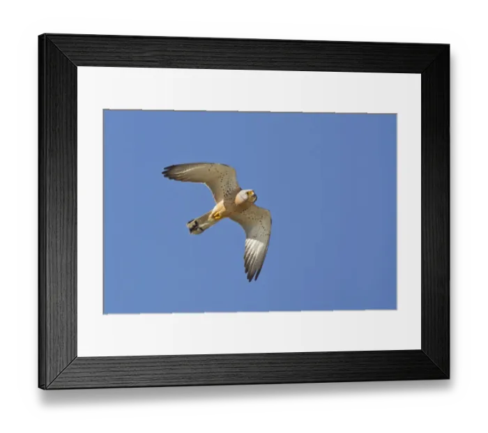 Framed Print : Blacktip Shark (Carcharhinus limbatus) and Long-beaked Common Dolphin (Delphinus capensis) adults Framed Print : Blacktip Shark (Carcharhinus limbatus) and Long-beaked Common Dolphin (Delphinus capensis) adults