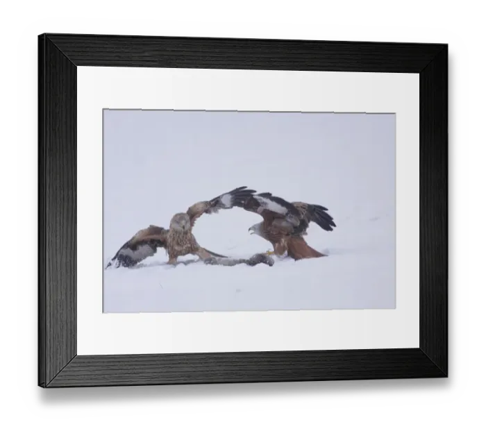 Framed Print : Red Kite (Milvus milvus) adult and immature, fighting over dead rabbit, in heavy snow on farmland, West Yorkshire Framed Print : Red Kite (Milvus milvus) adult and immature, fighting over dead rabbit, in heavy snow on farmland, West Yorkshire