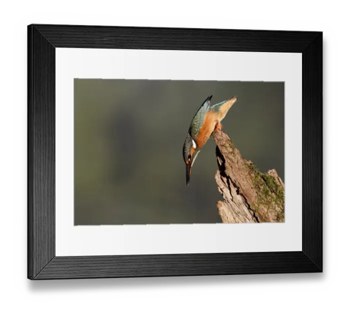 Framed Print : Common Kingfisher (Alcedo atthis) adult female, about to dive from stump, Warwickshire, England, September