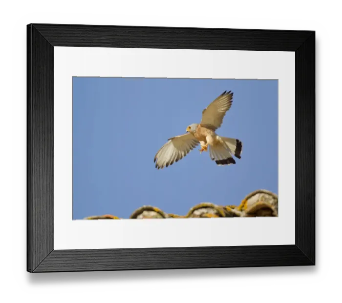 Framed Print : Lesser Kestrel (Falco naumanni) adult male, in flight, landing on tiled roof of bullring, Trujillo Bullring, Trujillo Framed Print : Lesser Kestrel (Falco naumanni) adult male, in flight, landing on tiled roof of bullring, Trujillo Bullring, Trujillo