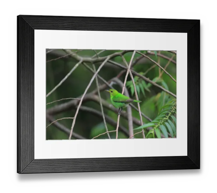 Framed Print : Green Honeycreeper (Chlorophanes spiza) adult female, perched on twig, Trinidad, Trinidad and Tobago, April Framed Print : Green Honeycreeper (Chlorophanes spiza) adult female, perched on twig, Trinidad, Trinidad and Tobago, April