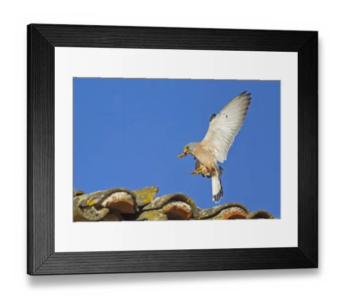Framed Print : Lesser Kestrel (Falco naumanni) adult male, in flight, with Mole Cricket (Gryllotalpa gryllotalpa) prey in beak Framed Print : Lesser Kestrel (Falco naumanni) adult male, in flight, with Mole Cricket (Gryllotalpa gryllotalpa) prey in beak