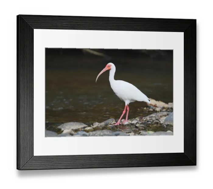 Framed Print : American White Ibis (Eudocimus albus) adult, standing at edge of river, Costa Rica, April