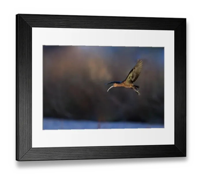 Framed Print : Glossy Ibis (Plegadis falcinellus) adult, non-breeding plumage, vagrant in flight, Norfolk, England, November Framed Print : Glossy Ibis (Plegadis falcinellus) adult, non-breeding plumage, vagrant in flight, Norfolk, England, November