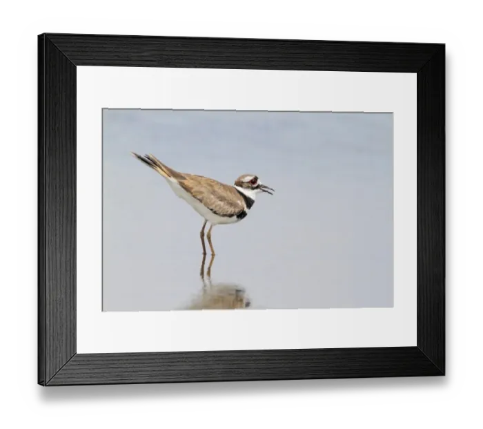 Framed Print : Killdeer (Charadrius vociferus) adult, calling, standing in shallow water, Trinidad, Sancti Spiritus Province Framed Print : Killdeer (Charadrius vociferus) adult, calling, standing in shallow water, Trinidad, Sancti Spiritus Province
