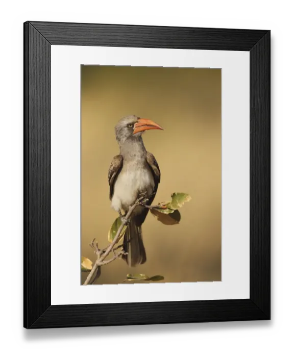 Framed Print : Bradfields Hornbill (Tockus bradfieldi) adult, perched on twig, Hwange N. P. Zimbabwe, July Framed Print : Bradfields Hornbill (Tockus bradfieldi) adult, perched on twig, Hwange N. P. Zimbabwe, July