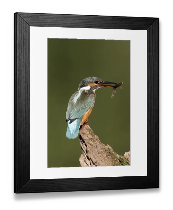 Framed Print : Common Kingfisher (Alcedo atthis) adult female, with loach prey in beak, perched on stump, Warwickshire, England Framed Print : Common Kingfisher (Alcedo atthis) adult female, with loach prey in beak, perched on stump, Warwickshire, England