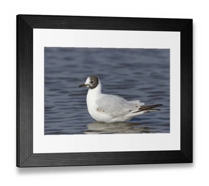 Framed Print : Black-headed Gull (Chroicocephalus ridibundus) immature, first summer plumage, standing in shallow water, Suffolk Framed Print : Black-headed Gull (Chroicocephalus ridibundus) immature, first summer plumage, standing in shallow water, Suffolk