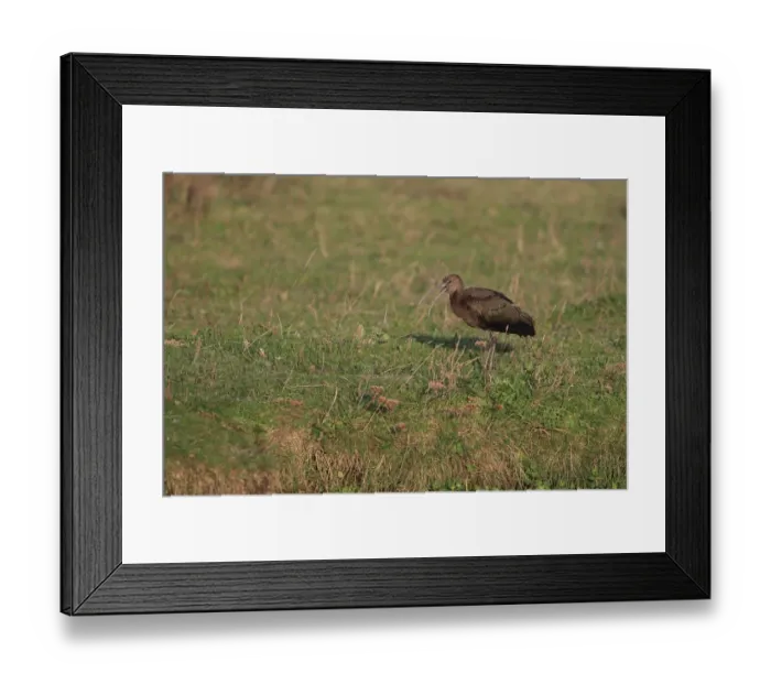 Framed Print : Glossy Ibis (Plegadis falcinellus) adult, non-breeding plumage, vagrant standing on ground, with beak open, Norfolk Framed Print : Glossy Ibis (Plegadis falcinellus) adult, non-breeding plumage, vagrant standing on ground, with beak open, Norfolk
