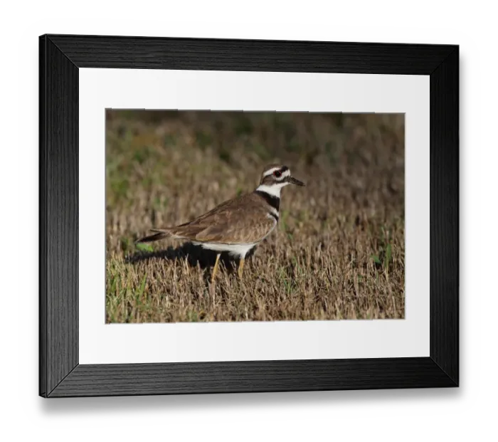Framed Print : Killdeer (Charadrius vociferus ternominatus) adult, standing on short grass, Zapata Peninsula, Matanzas Province, Cuba Framed Print : Killdeer (Charadrius vociferus ternominatus) adult, standing on short grass, Zapata Peninsula, Matanzas Province, Cuba
