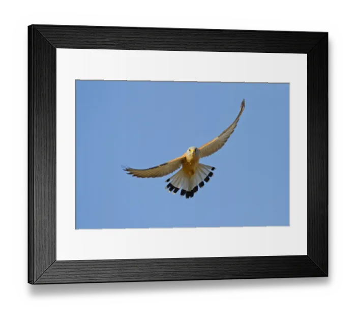 Framed Print : Lesser Kestrel (Falco naumanni) adult male, in flight, Trujillo Bullring, Trujillo, Caceres Province, Extremadura