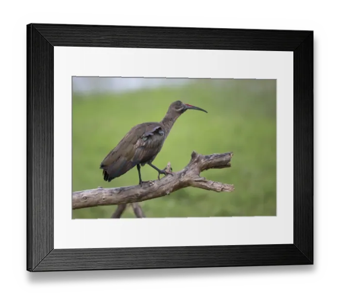 Framed Print : Hadada Ibis (Bostrychia hagedash) adult, standing on branch, Lake Nakuru N. P. Great Rift Valley, Kenya, August Framed Print : Hadada Ibis (Bostrychia hagedash) adult, standing on branch, Lake Nakuru N. P. Great Rift Valley, Kenya, August