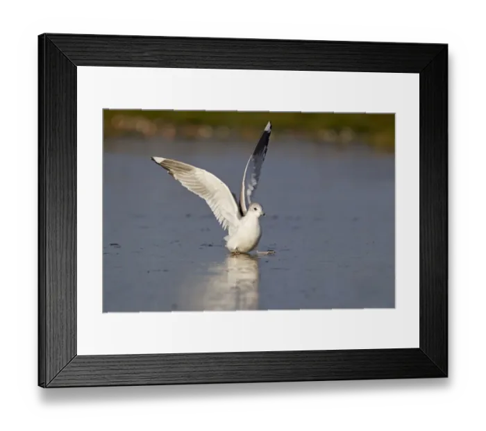 Framed Print : Common Gull (Larus canus) immature, second winter plumage, slipping on ice of frozen pond, Suffolk, England, December Framed Print : Common Gull (Larus canus) immature, second winter plumage, slipping on ice of frozen pond, Suffolk, England, December