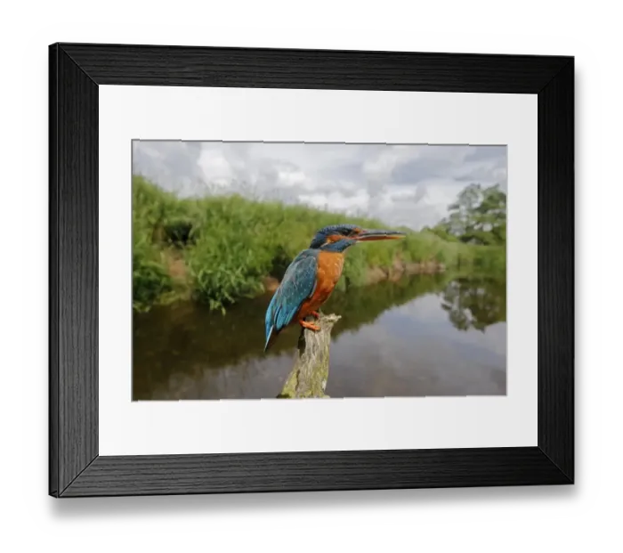 Framed Print : Common Kingfisher (Alcedo atthis) adult female, displaying at another bird, perched on branch in river habitat