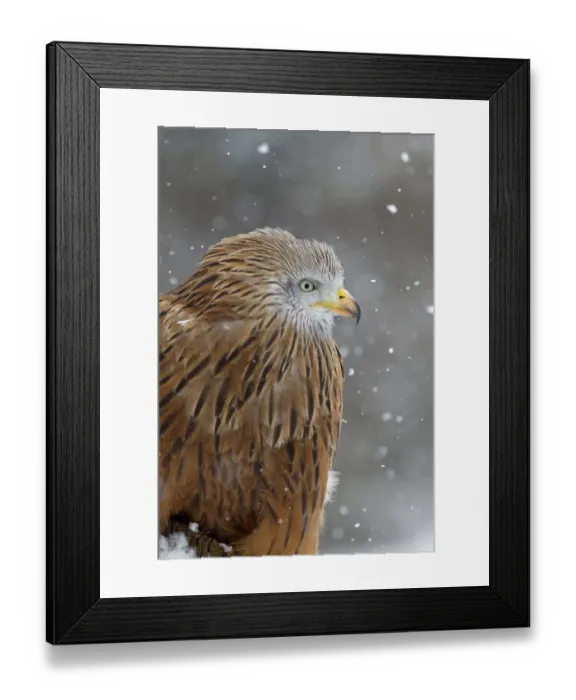 Framed Print : Red Kite (Milvus milvus) adult, close-up of head and breast, during snowfall, Suffolk, England, March (captive) Framed Print : Red Kite (Milvus milvus) adult, close-up of head and breast, during snowfall, Suffolk, England, March (captive)